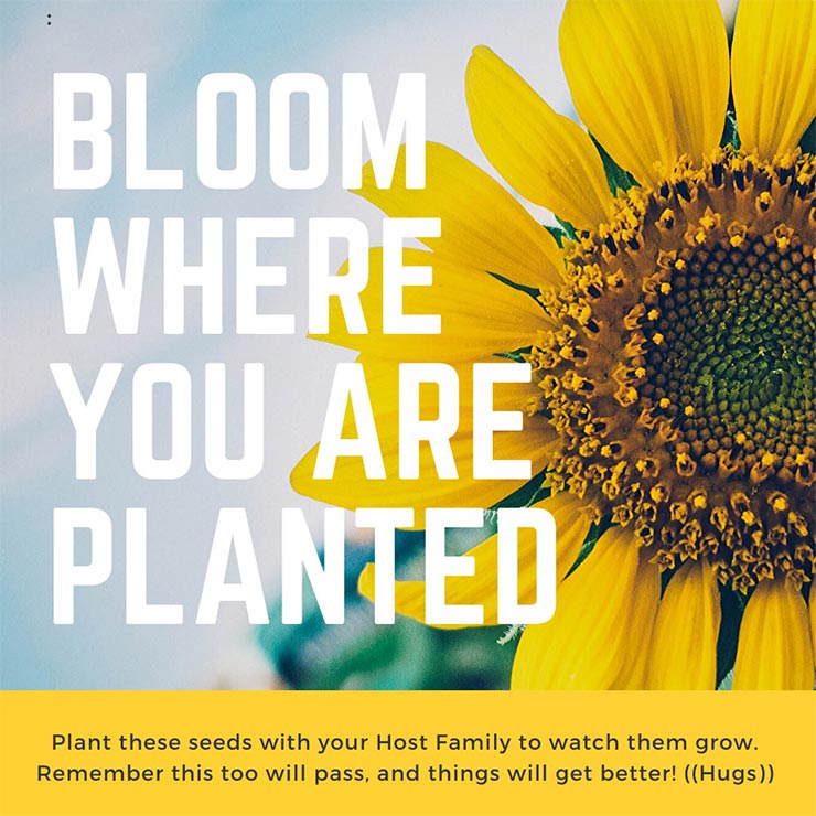 A Canva design of a sunflower over the text "Bloom Where You Are Planted"