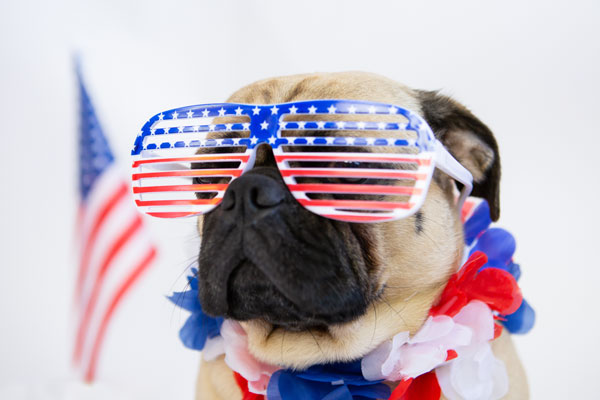 A dog in red, white, and blue sunglasses with a U.S. flag.